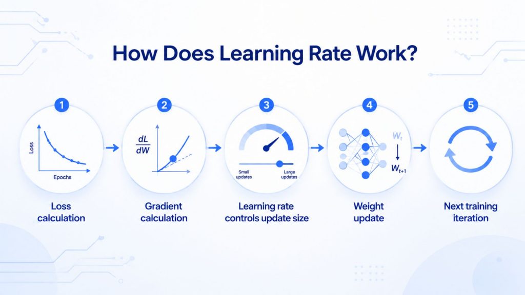 learning rate operates through a repeating four step cycle
